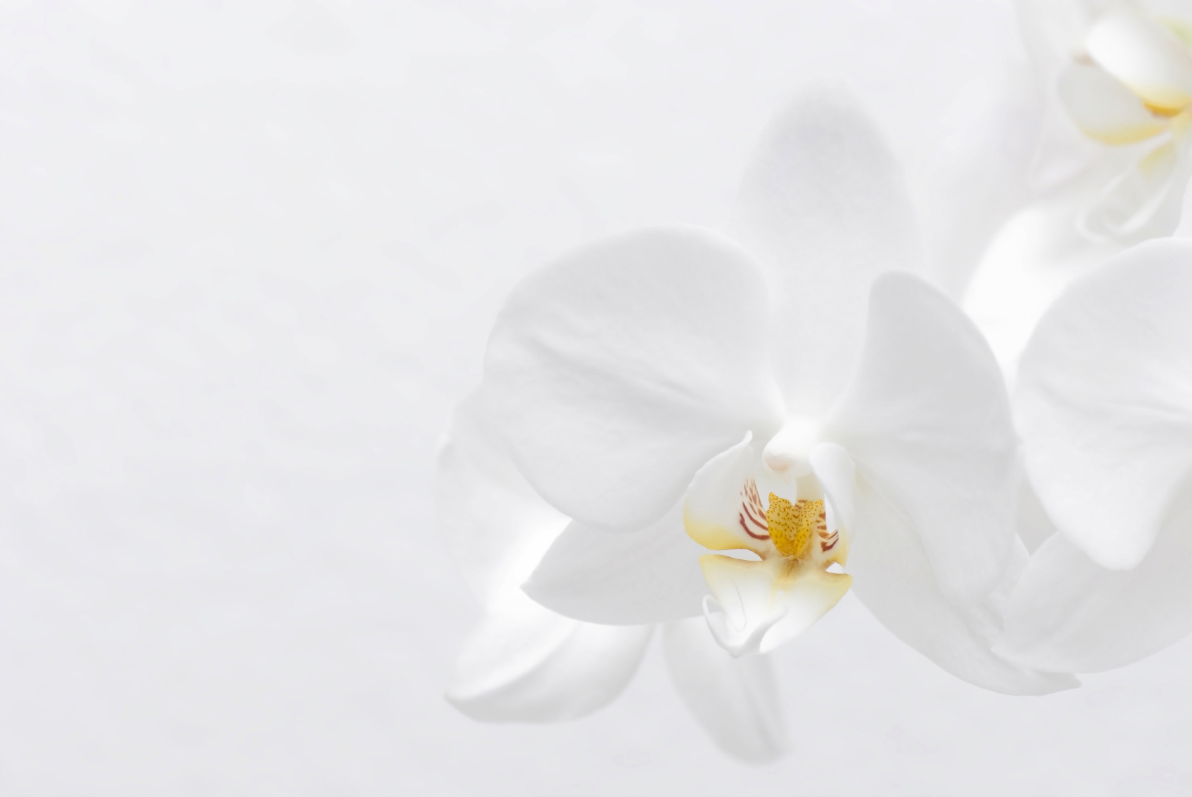 Reiki Charged White Orchid